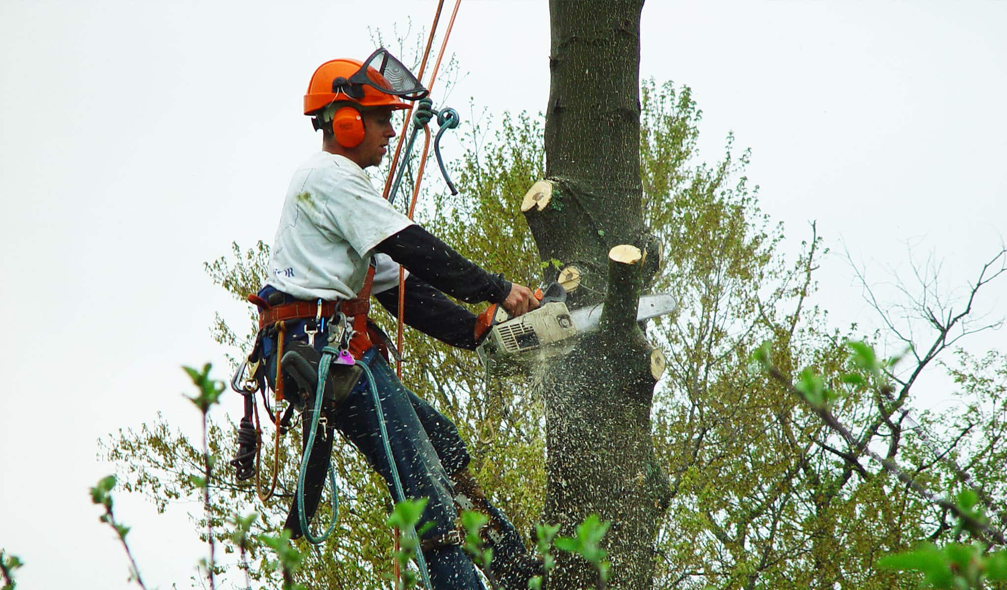 Arbor Services worker sawing tree