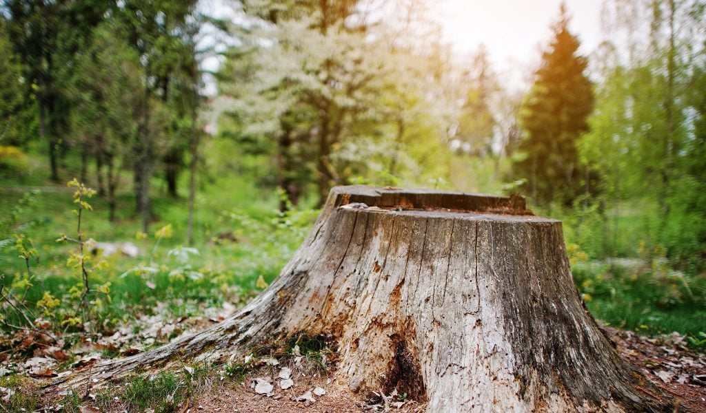 Tree Stump Grinding | Arbor Services of Connecticut