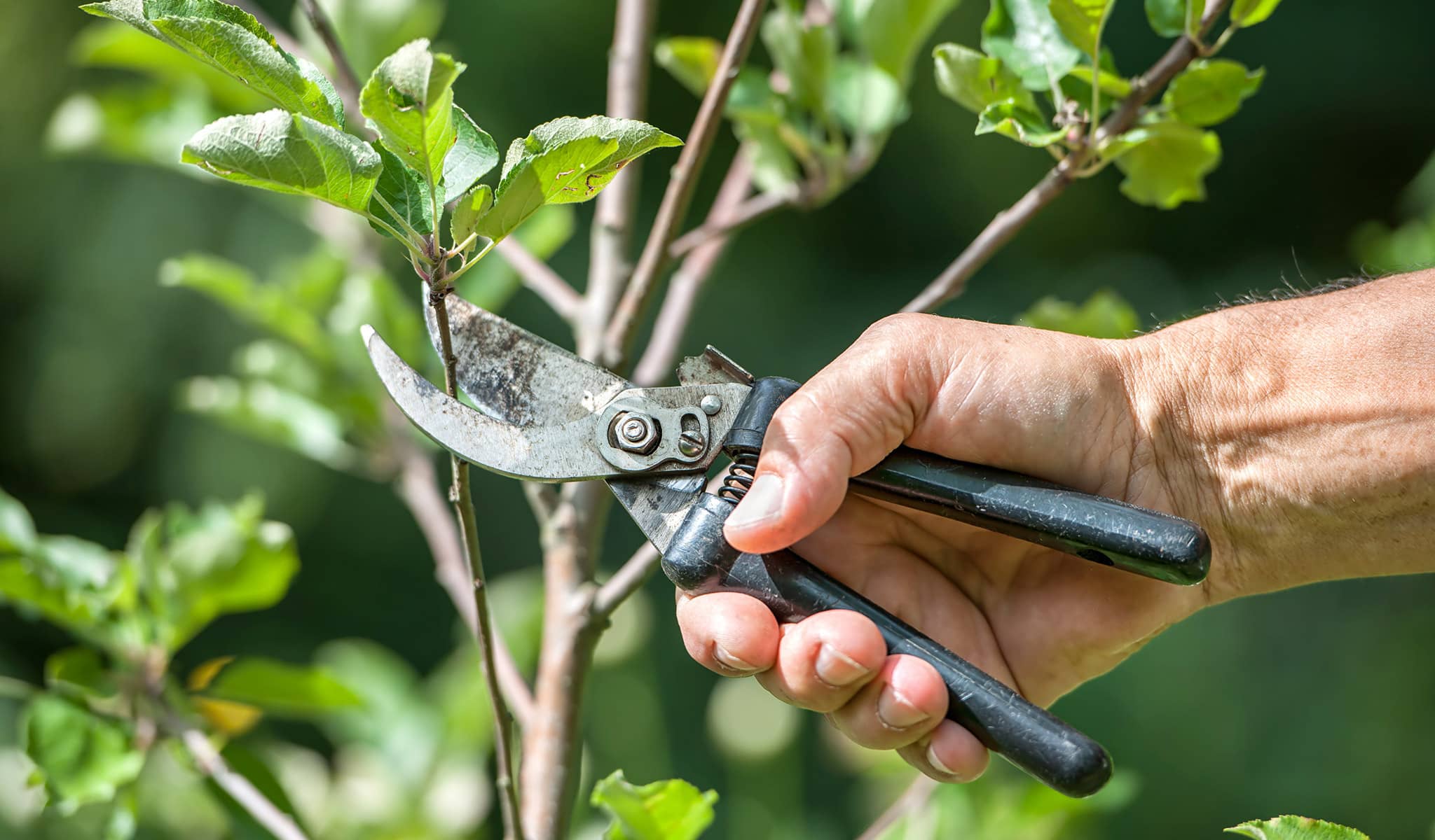 Tree Pruning CT Trimming Your Branches Safely Arbor Services