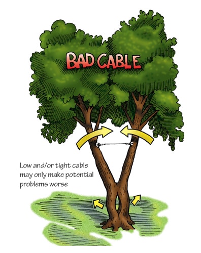 Tree cabling image